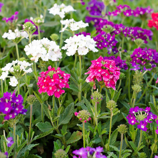 Verbena Seeds - Flower Plant