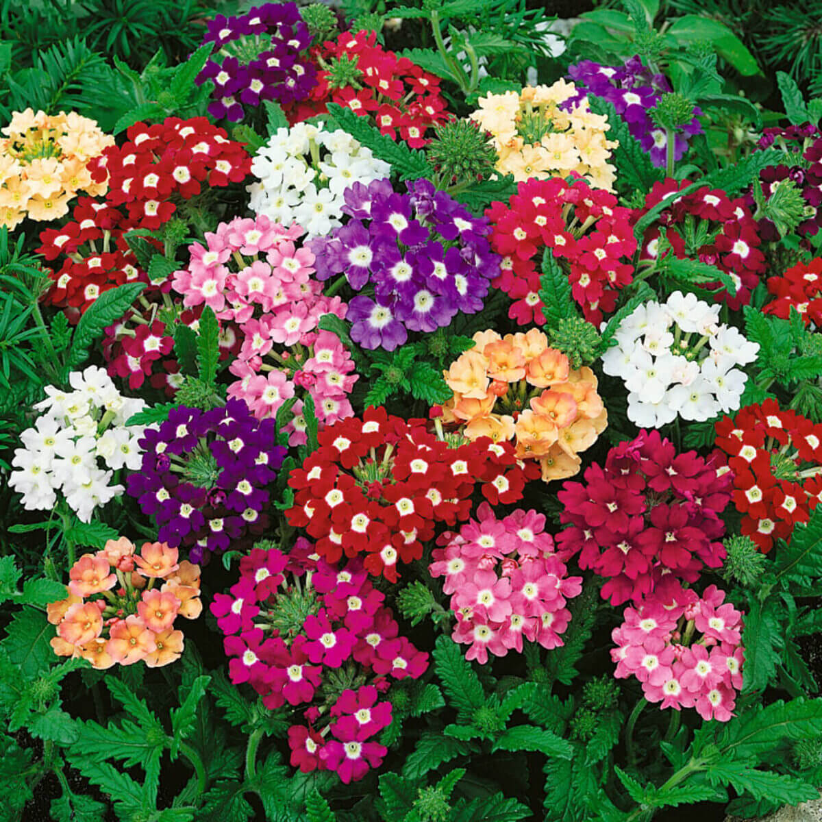 Verbena Seeds - Flower Plant