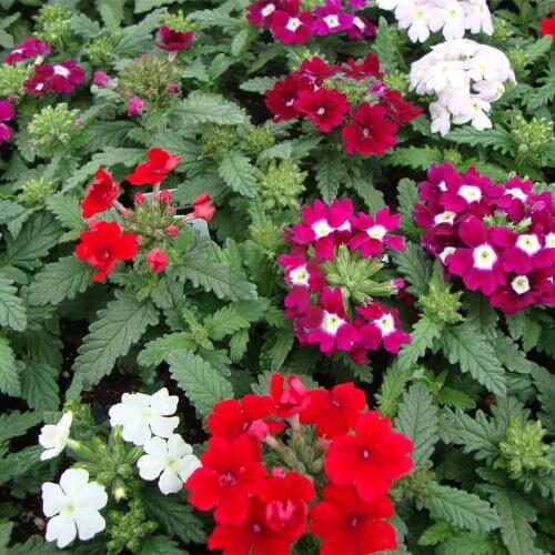 Verbena Seeds - Flower Plant
