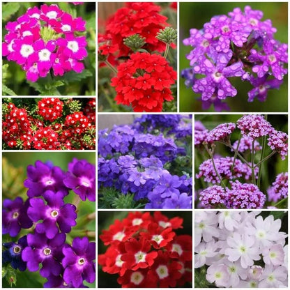 Verbena Seeds 