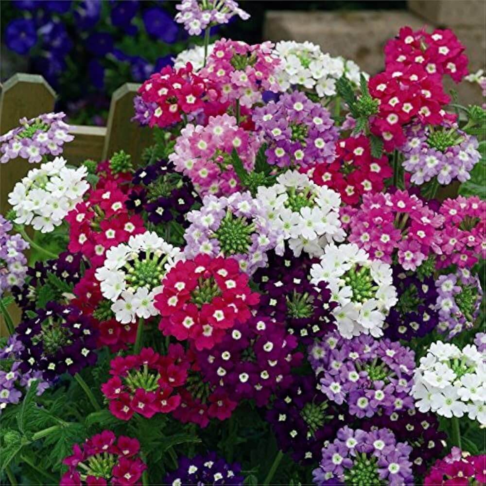 Verbena Seeds 