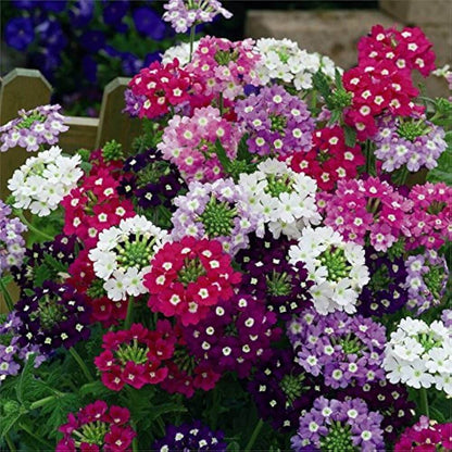 Verbena Seeds 
