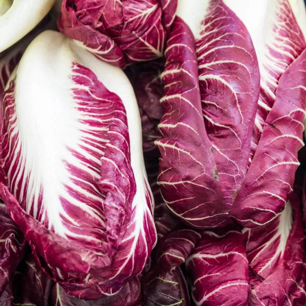 Verona Radicchio Seeds 