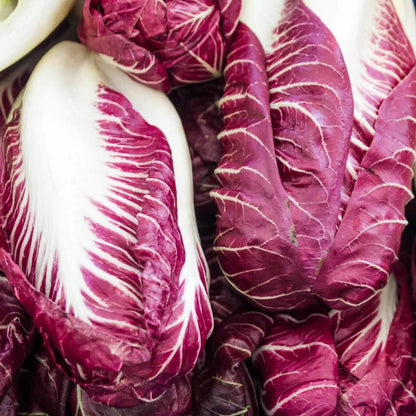 Verona Radicchio Seeds 
