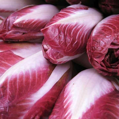 Verona Radicchio Seeds 