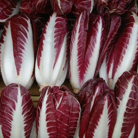 Verona Radicchio Seeds 