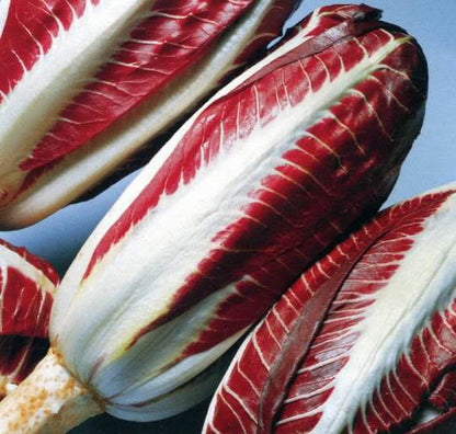 Verona Radicchio Seeds 