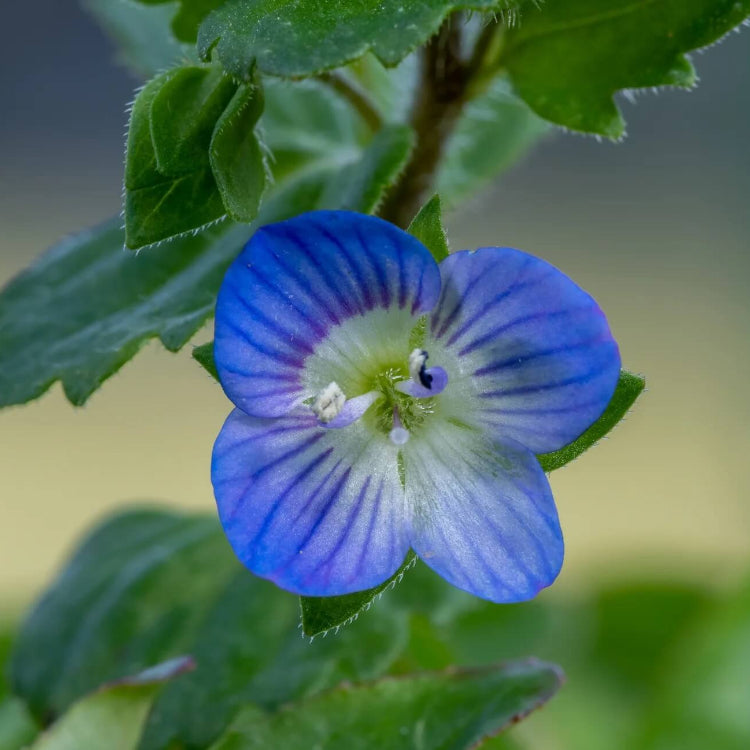 Veronica Seeds  - Flower Plant