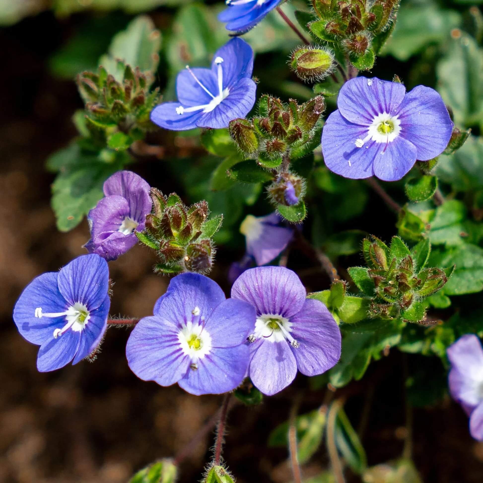 Veronica Seeds  - Flower Plant