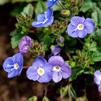 Veronica Seeds  - Flower Plant