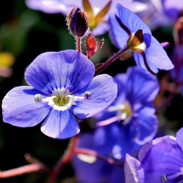 Veronica Seeds  - Flower Plant
