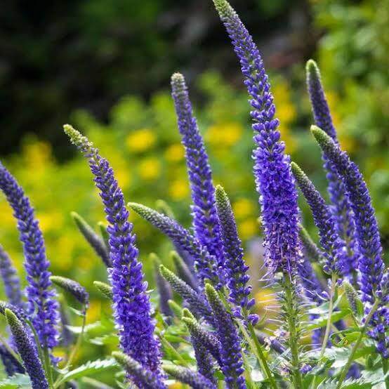 Veronica Seeds For Sale 