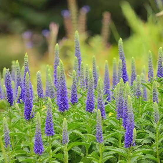 Veronica Seeds For Sale 