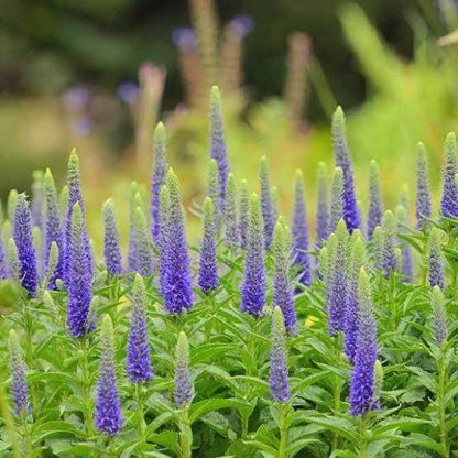 Veronica Seeds For Sale 