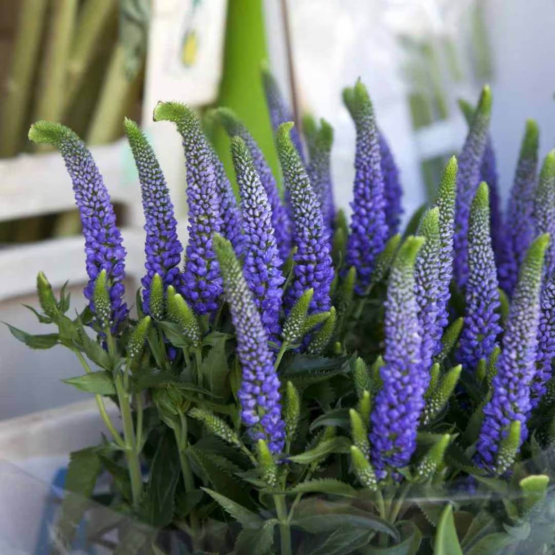 Veronica Seeds For Sale 