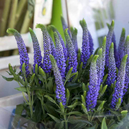 Veronica Seeds For Sale 