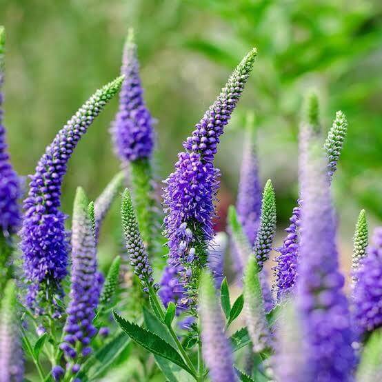 Veronica Seeds For Sale 