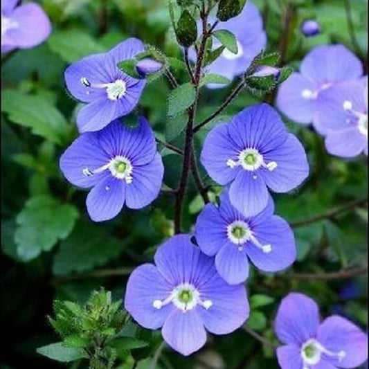 Veronica Speedwell Blue Seeds - Flower Plant for Home Gardens