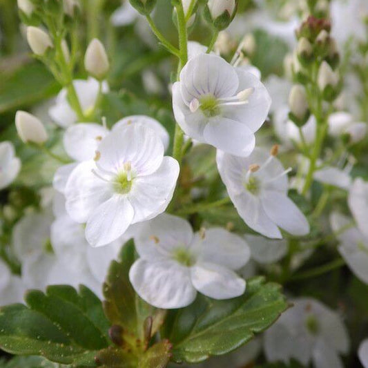 Veronica Speedwell White Seeds - Flower Plant for Home Gardens