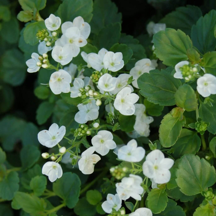 Veronica Speedwell White Seeds - Flower Plant for Home Gardens