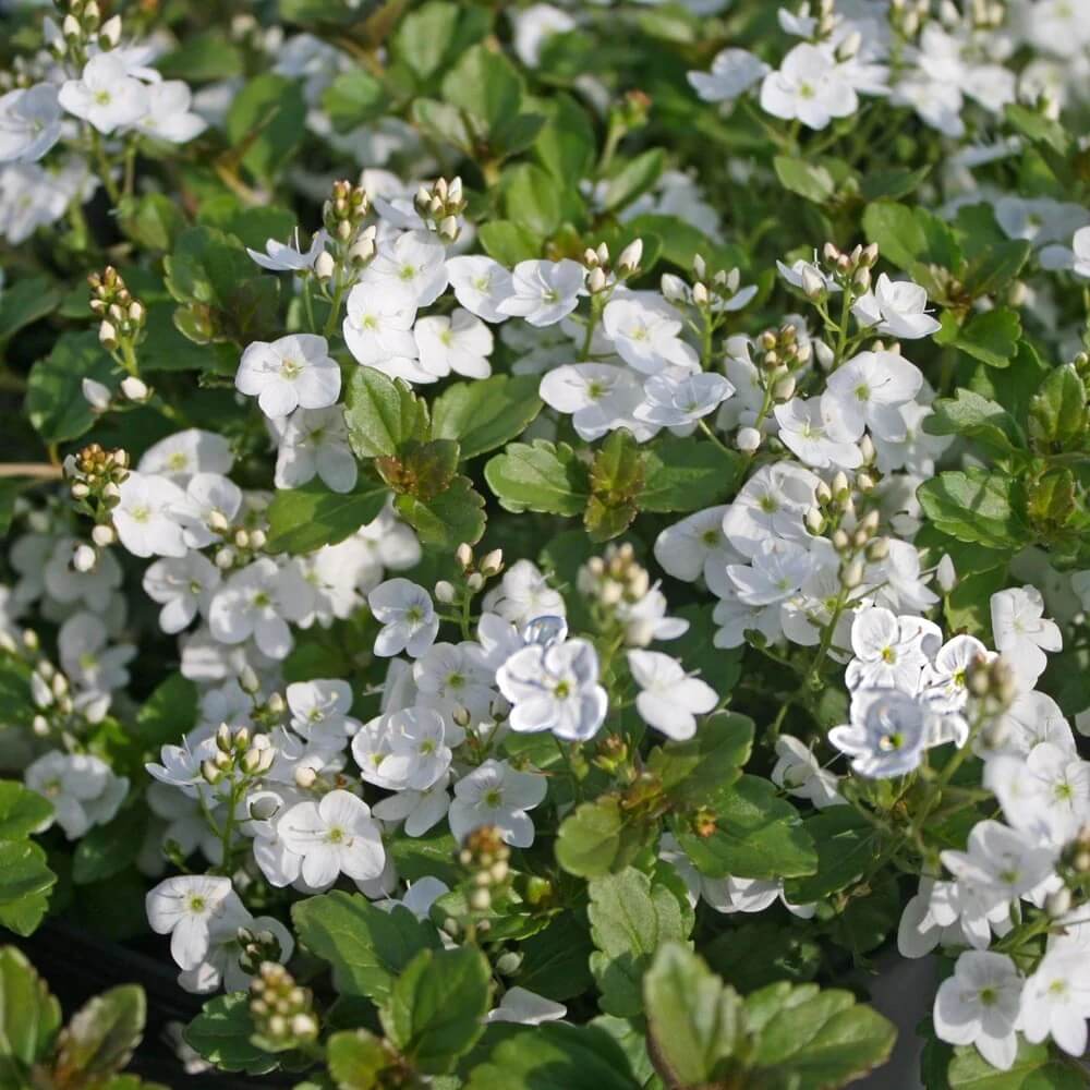 Veronica Speedwell White Seeds - Flower Plant for Home Gardens