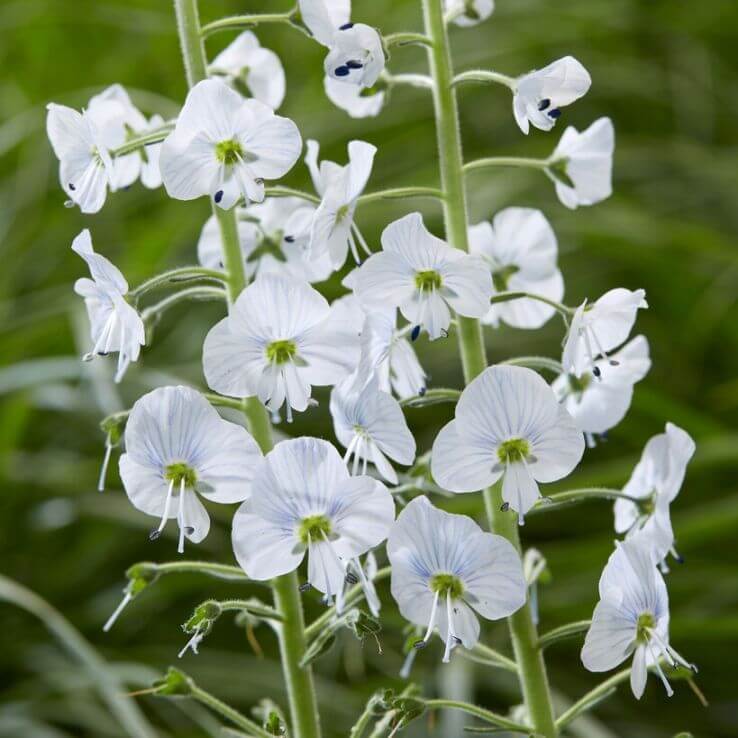Veronica Speedwell White Seeds - Flower Plant for Home Gardens
