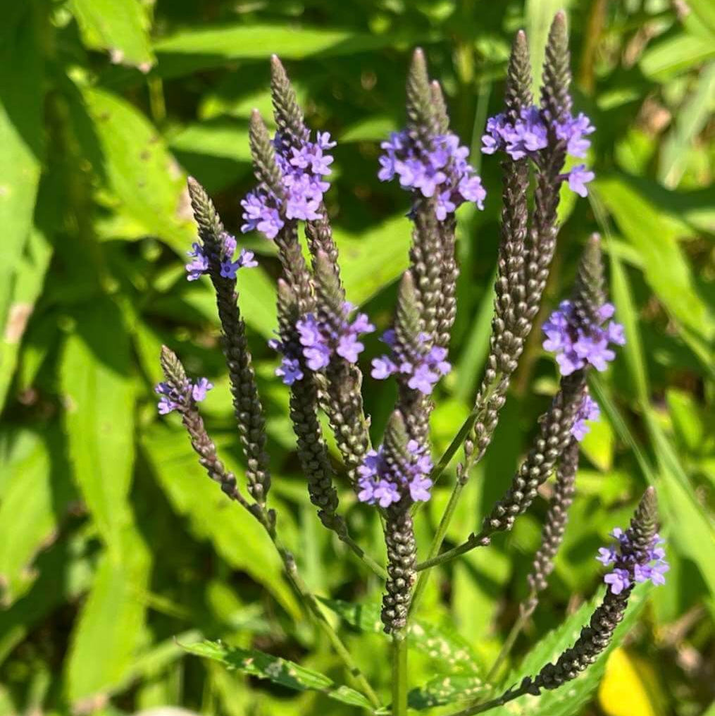 Vervain Seeds - Herbal Plant for Home Gardens