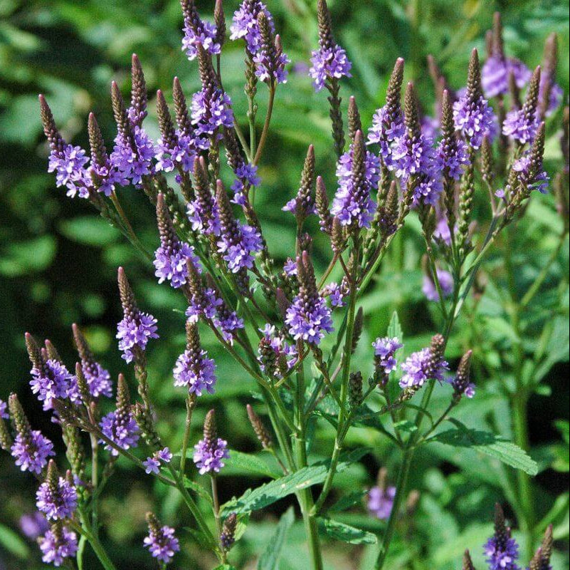 Vervain Seeds - Herbal Plant for Home Gardens