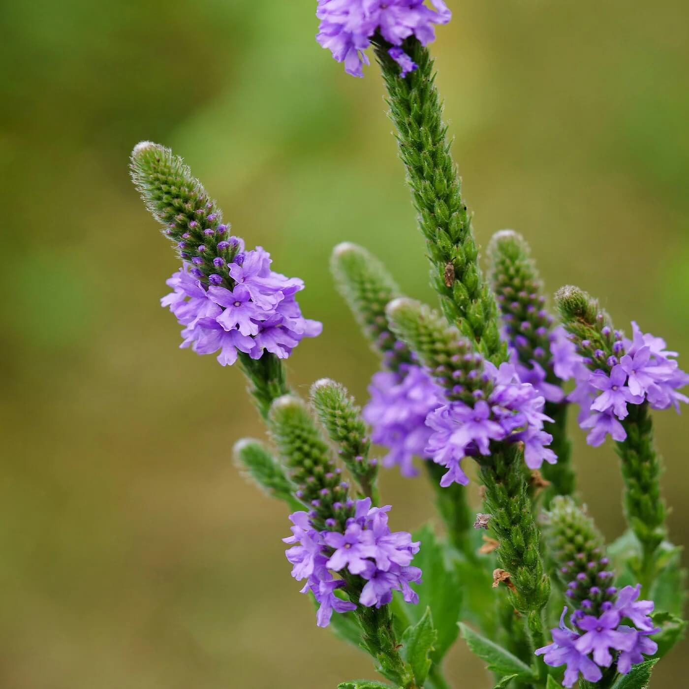 Vervain Seeds - Herbal Plant for Home Gardens