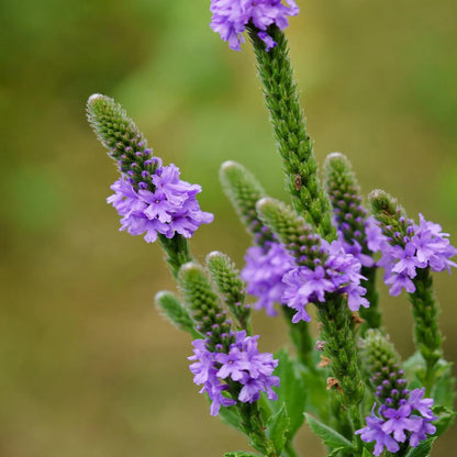 Vervain Seeds - Herbal Plant for Home Gardens