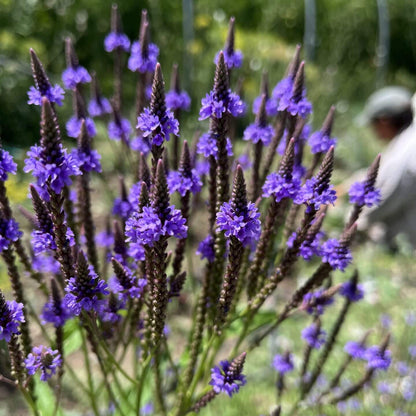 Vervian Seeds - Heirloom Flower Plant for Home Gardens