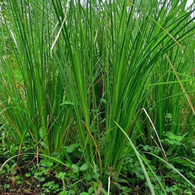 Vetiver Plant Seeds