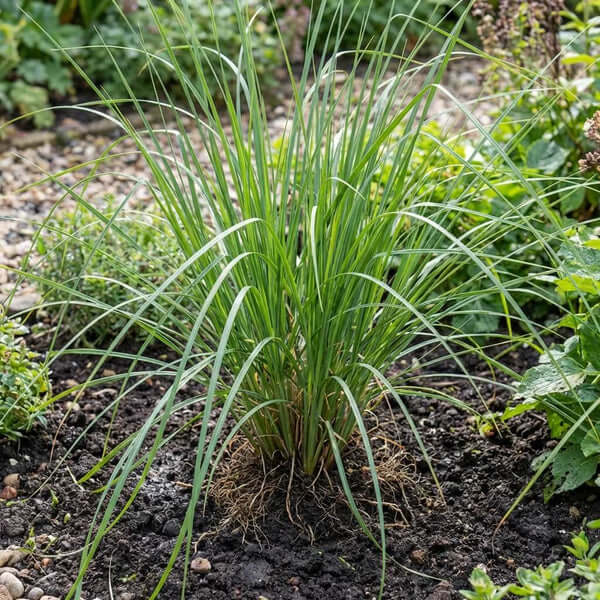 Vetiver Plant Seeds