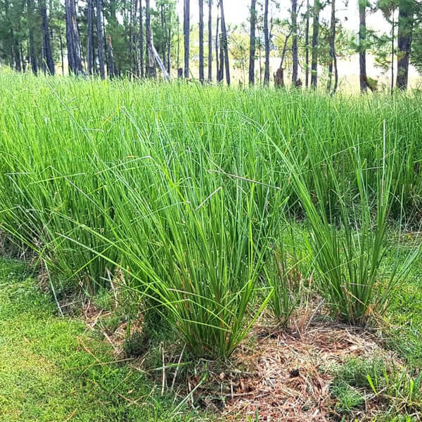 Vetiver Plant Seeds