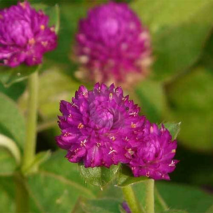 Vibrant Globe Amaranth Seeds