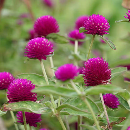 Vibrant Globe Amaranth Seeds
