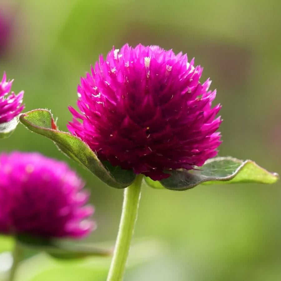 Vibrant Globe Amaranth Seeds