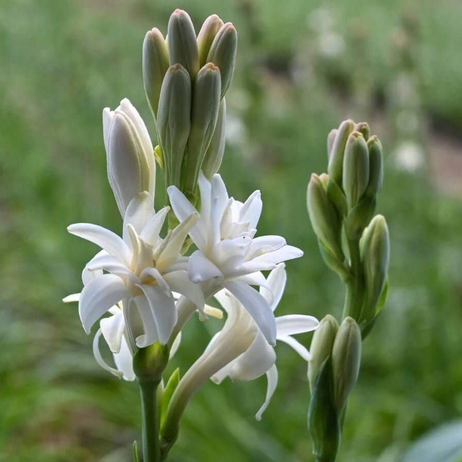 Vibrant Tuberose Seeds