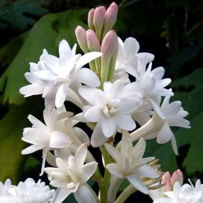 Vibrant Tuberose Seeds