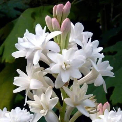 Vibrant Tuberose Seeds