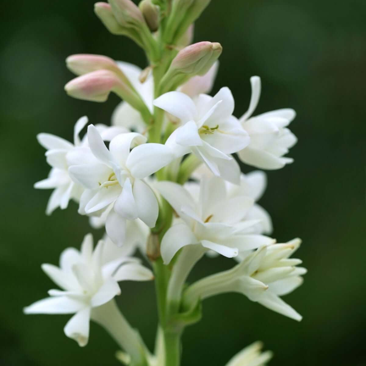 Vibrant Tuberose Seeds
