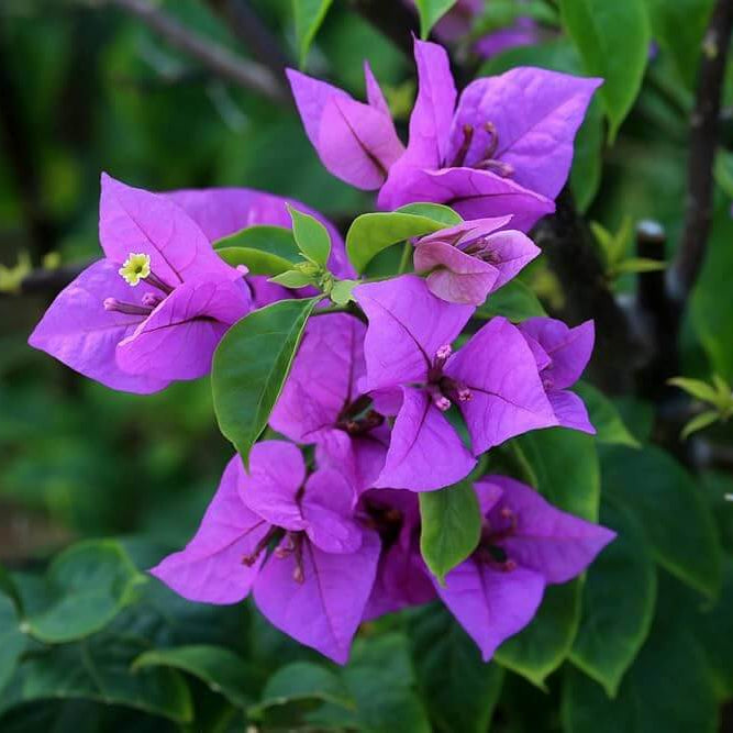 Vibrant Violet Bougainvillea Seeds