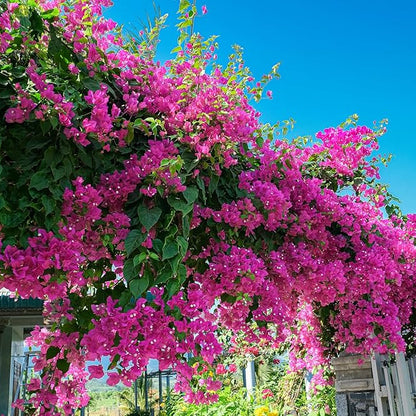 Vibrant Violet Bougainvillea Seeds