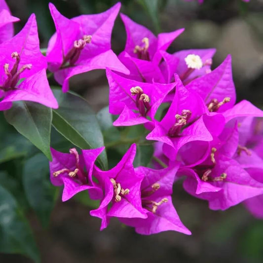 Vibrant Violet Bougainvillea Seeds