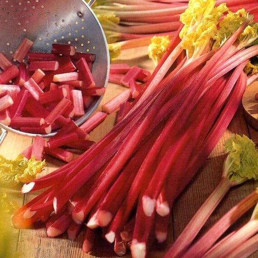 Victoria Red Rhubarb Seeds - Vegetable Plant