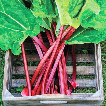 Victoria Red Rhubarb Seeds - Vegetable Plant