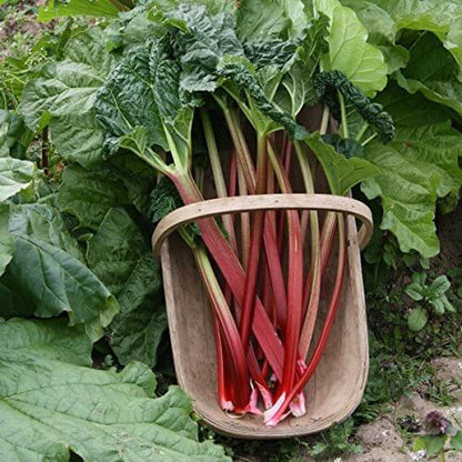 Victoria Red Rhubarb Seeds - Vegetable Plant