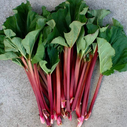 Victoria rhubarb seeds - Vegetable Plant