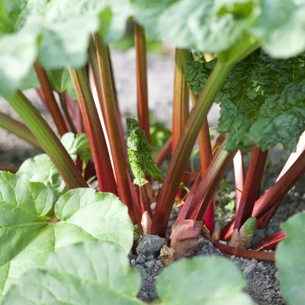 Victoria rhubarb seeds - Vegetable Plant
