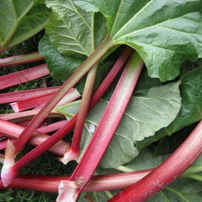 Victoria rhubarb seeds - Vegetable Plant